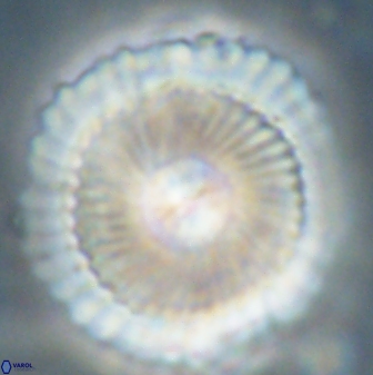 Heliotrochus kleinpellii 62714
