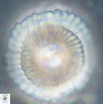 Heliotrochus kleinpellii 62714
