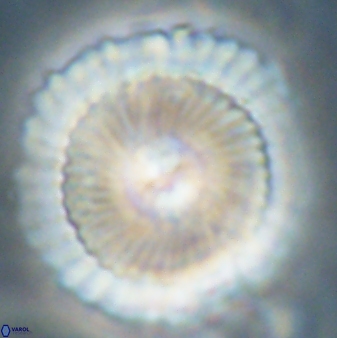 Heliotrochus kleinpellii 62716