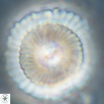 Heliotrochus kleinpellii 62716