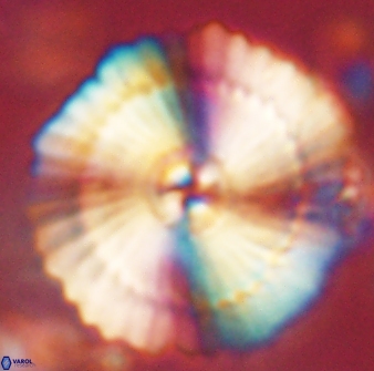 Heliotrochus kleinpellii 62719