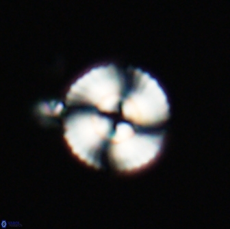 Heliotrochus steurbautetii 21228