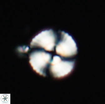 Heliotrochus steurbautetii 21228