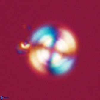 Heliotrochus steurbautetii 21229