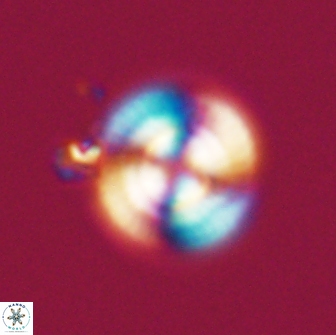 Heliotrochus steurbautetii 21229