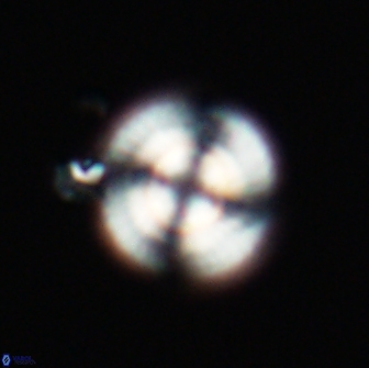 Heliotrochus steurbautetii 21230