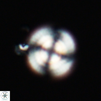 Heliotrochus steurbautetii 21230