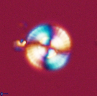 Heliotrochus steurbautetii 21231