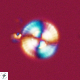 Heliotrochus steurbautetii 21231