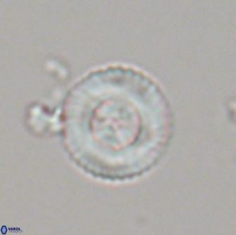 Heliotrochus steurbautetii 21232