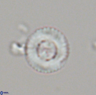Heliotrochus steurbautetii 21233