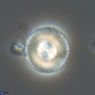 Heliotrochus steurbautetii 21234