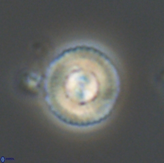 Heliotrochus steurbautetii 21236