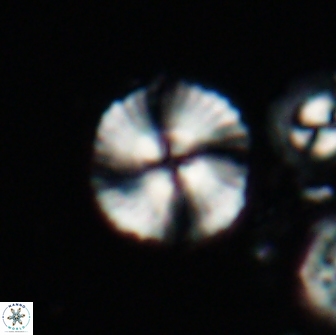 Heliotrochus steurbautetii 21607