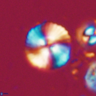 Heliotrochus steurbautetii 21608