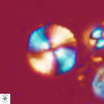 Heliotrochus steurbautetii 21608
