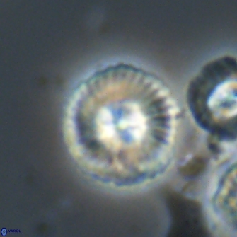 Heliotrochus steurbautetii 21610