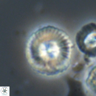 Heliotrochus steurbautetii 21610