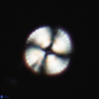 Heliotrochus steurbautetii 22073