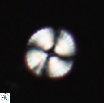 Heliotrochus steurbautetii 22073