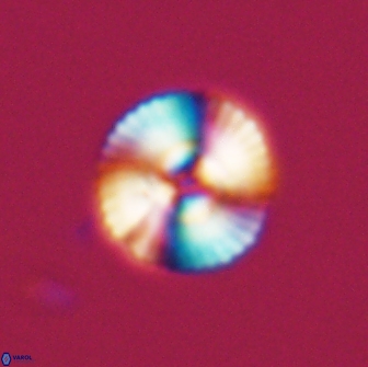 Heliotrochus steurbautetii 22074