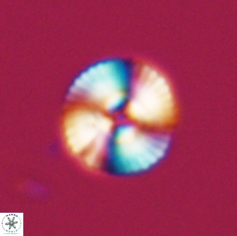 Heliotrochus steurbautetii 22074