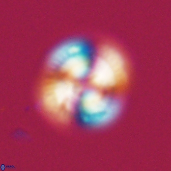 Heliotrochus steurbautetii 22075