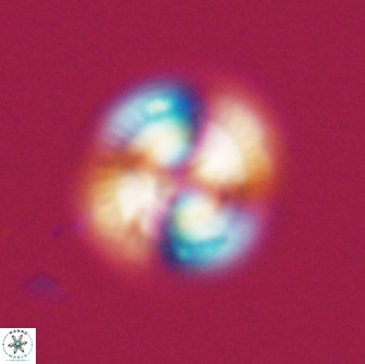 Heliotrochus steurbautetii 22075