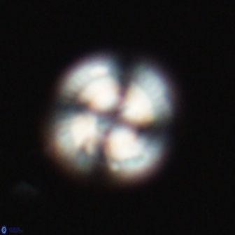 Heliotrochus steurbautetii 22076