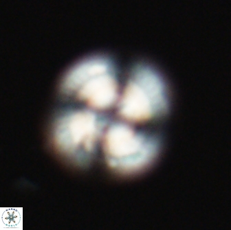 Heliotrochus steurbautetii 22076