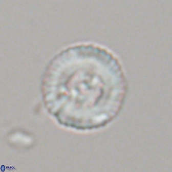 Heliotrochus steurbautetii 22077