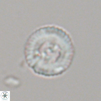 Heliotrochus steurbautetii 22077