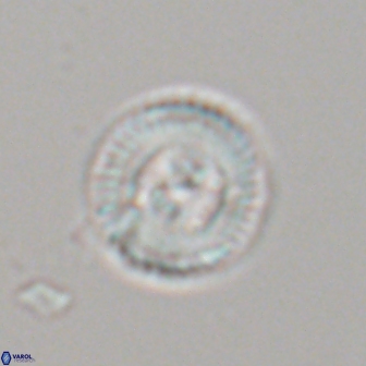 Heliotrochus steurbautetii 22079