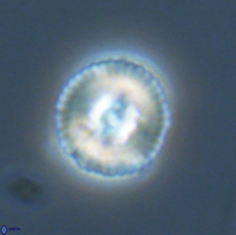Heliotrochus steurbautetii 22080