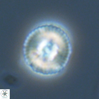 Heliotrochus steurbautetii 22080