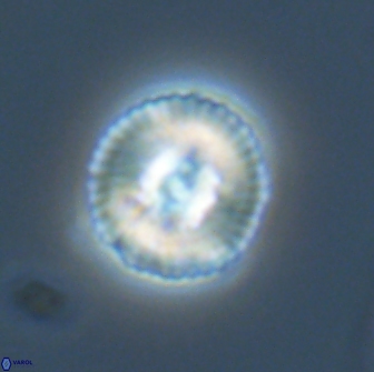 Heliotrochus steurbautetii 22081