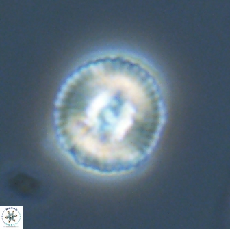 Heliotrochus steurbautetii 22081
