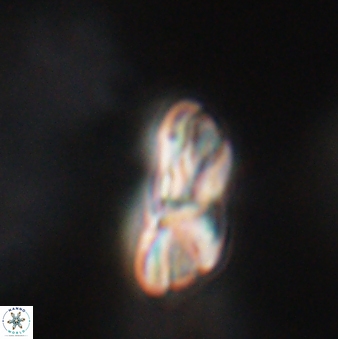 Heliotrochus steurbautetii 21607