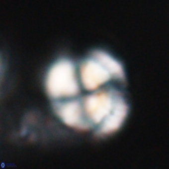 Heliotrochus steurbautetii 21607
