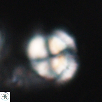 Heliotrochus steurbautetii 21607