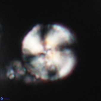 Heliotrochus steurbautetii 21607