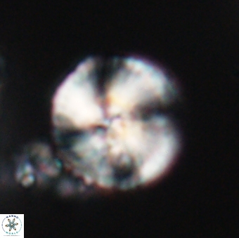 Heliotrochus steurbautetii 21607