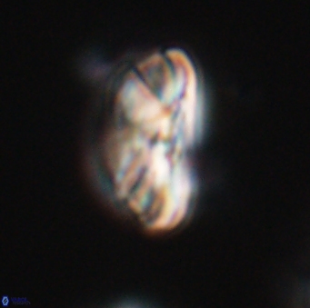 Heliotrochus steurbautetii 21607