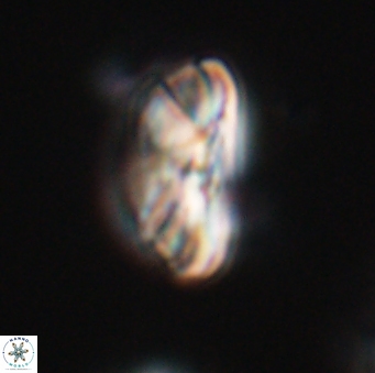 Heliotrochus steurbautetii 21607