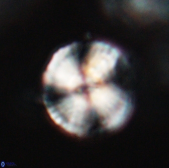 Heliotrochus steurbautetii 21607