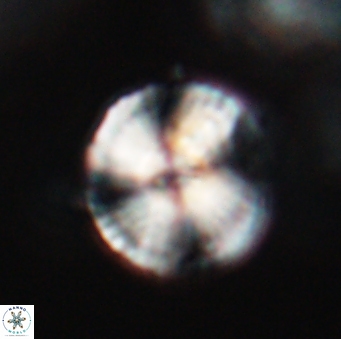 Heliotrochus steurbautetii 21607