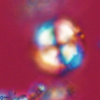 Heliotrochus steurbautetii 21607