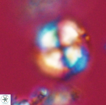 Heliotrochus steurbautetii 21607