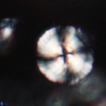 Heliotrochus steurbautetii 21607
