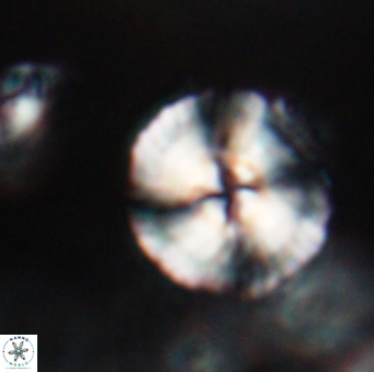 Heliotrochus steurbautetii 21607